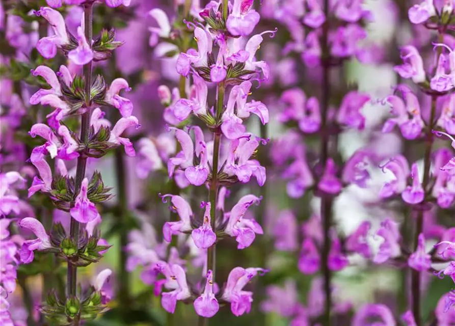 Garten-Blüten-Salbei