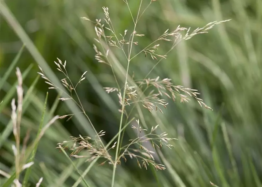 Garten-Schmiele 'Goldtau'