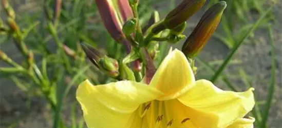 Garten-Taglilie 'Lemon Bells'