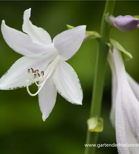 Duftende Lilien-Funkie