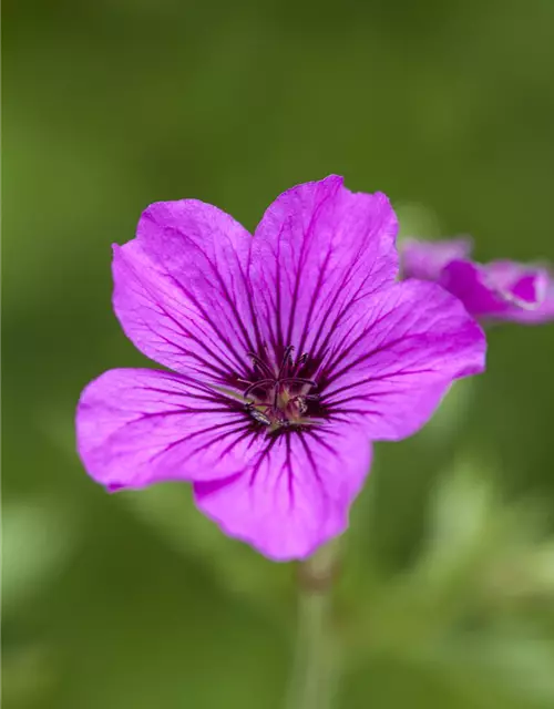 Garten-Storchschnabel 'Patricia'