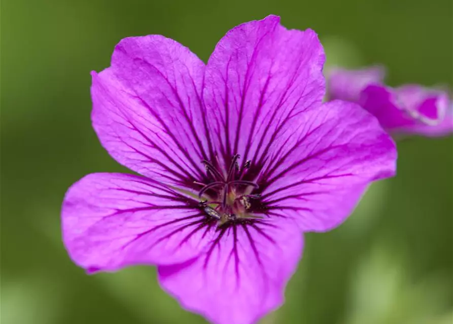 Garten-Storchschnabel 'Patricia'