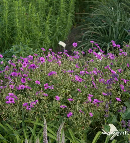 Garten-Storchschnabel 'Patricia'