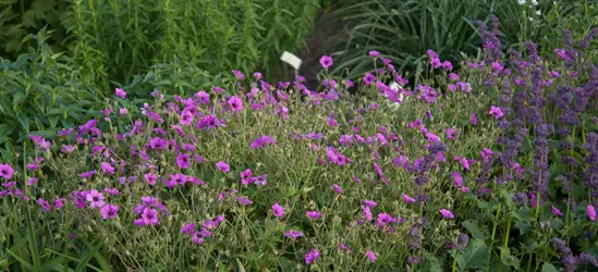Garten-Storchschnabel 'Patricia'