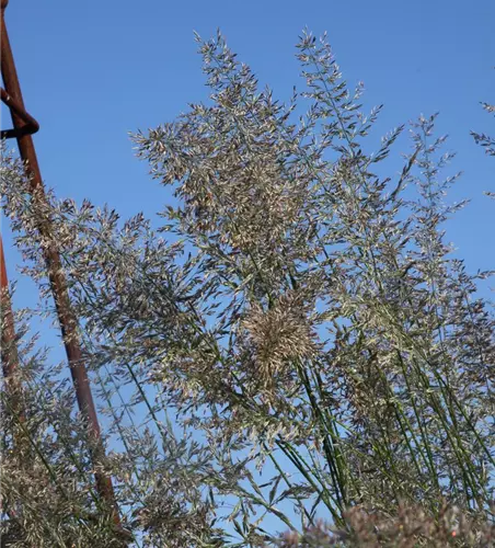Calamagrostis x acutiflora 'Waldenbuch' Calamagrostis x acutiflora 'Waldenbuch'