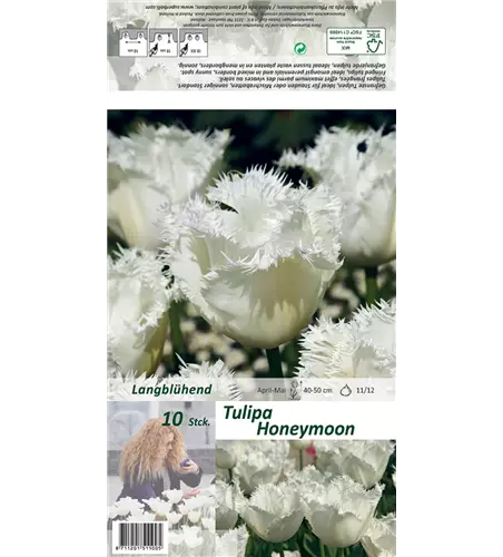 Gefranste Tulpe 'Honeymoon'