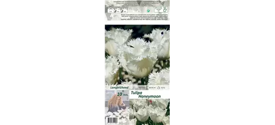 Gefranste Tulpe 'Honeymoon'