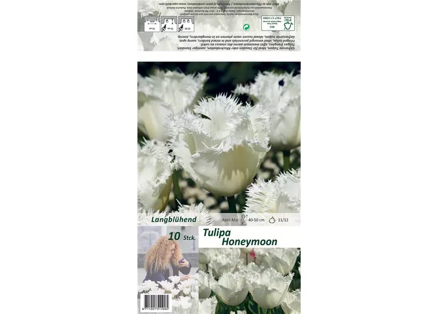 Gefranste Tulpe 'Honeymoon'