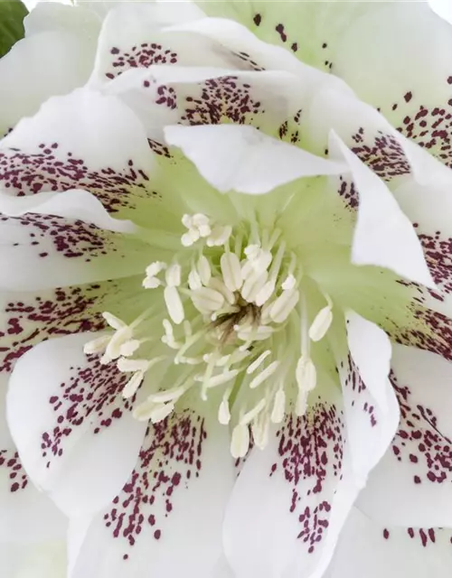 Helleborus x orientalis i.S., gen.
