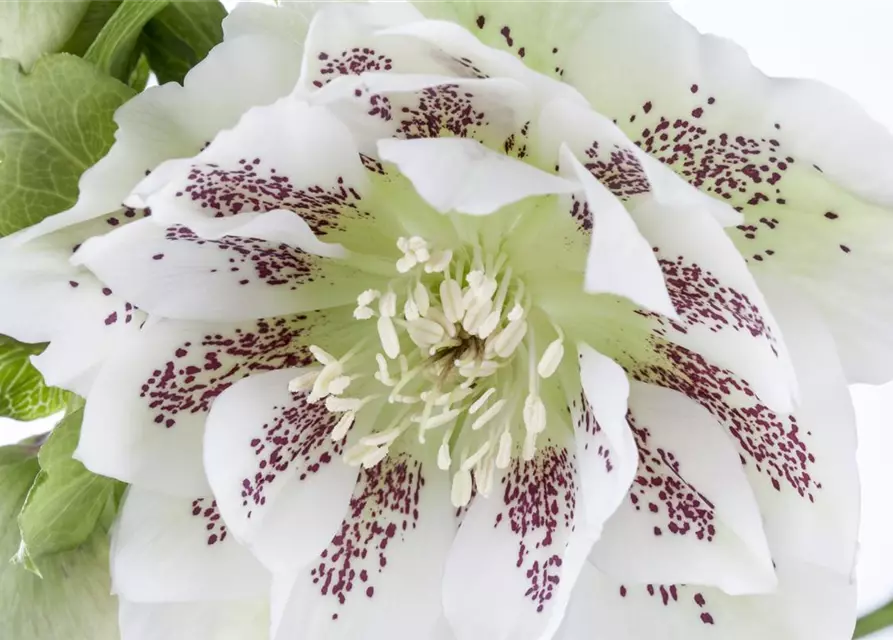 Helleborus x orientalis i.S., gen.