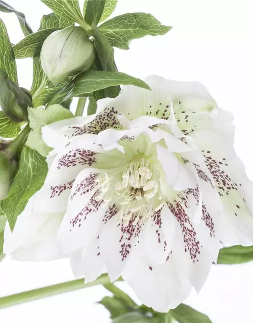 Helleborus x orientalis i.S., gen.