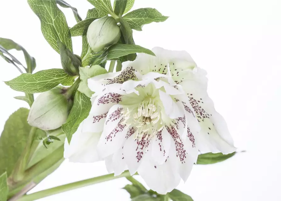 Helleborus x orientalis i.S., gen.