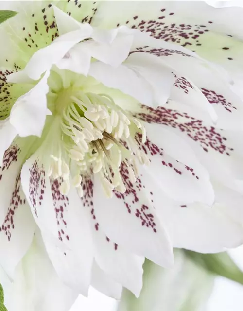 Helleborus x orientalis i.S., gen.