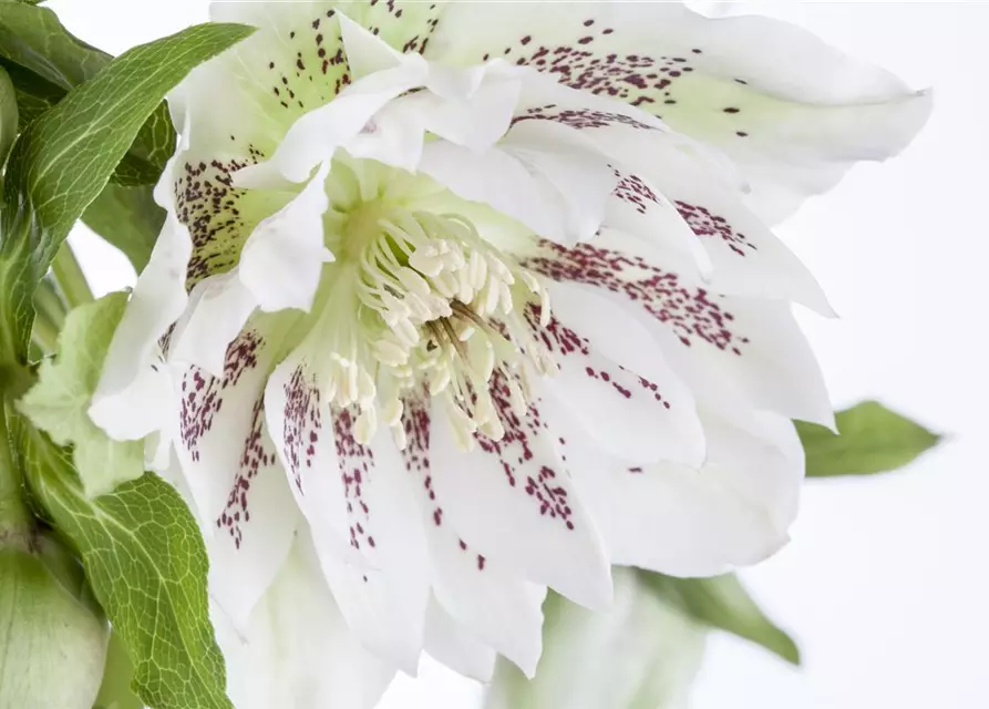 Helleborus x orientalis i.S., gen.