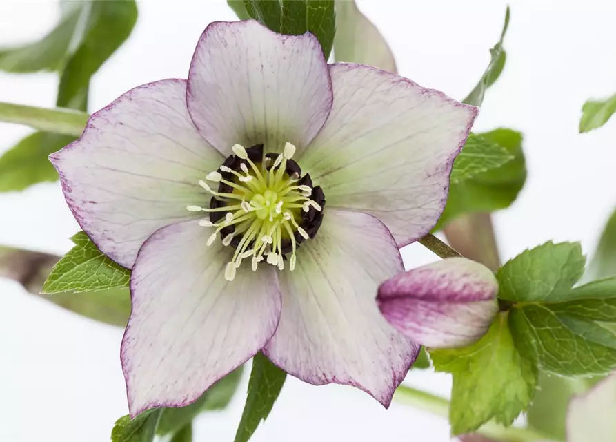 Helleborus x orientalis i.S., gen.