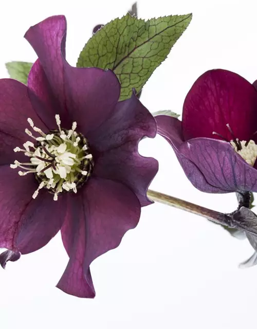 Helleborus x orientalis i.S., gen.
