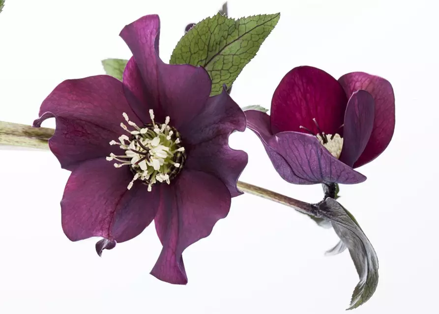 Helleborus x orientalis i.S., gen.