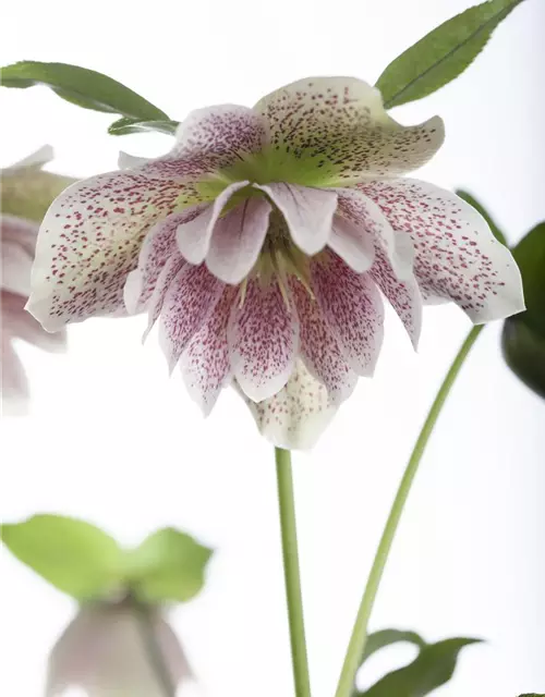 Helleborus x orientalis i.S., gen.