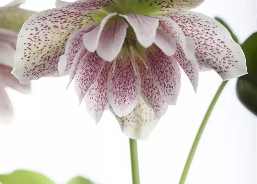 Helleborus x orientalis i.S., gen.