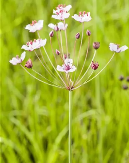 Butomus umbellatus