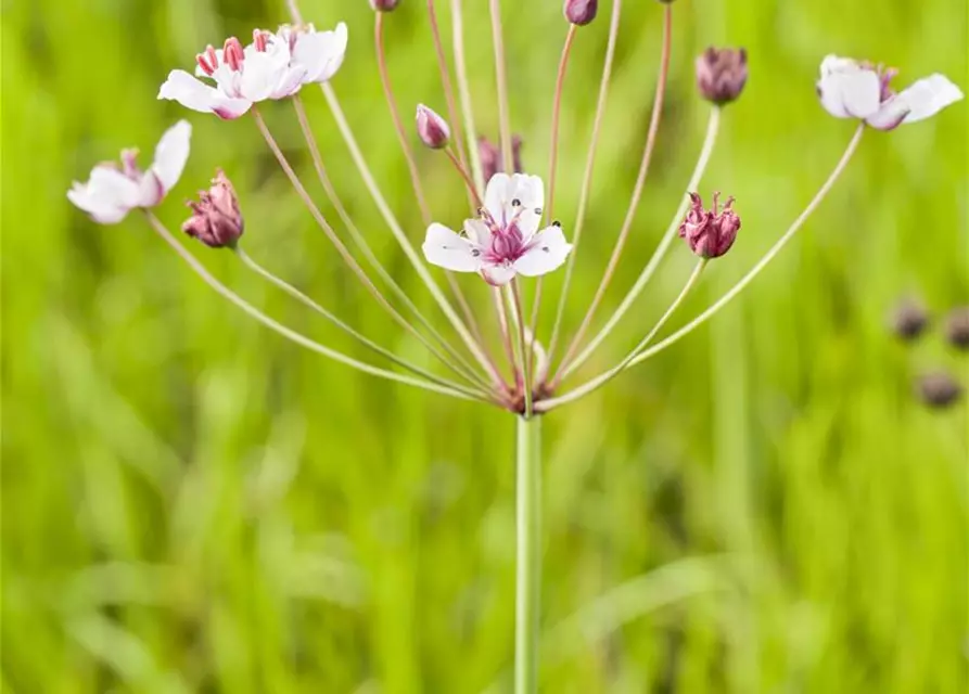 Butomus umbellatus