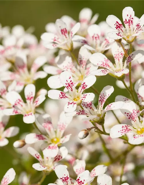 Garten-Strauch-Steinbrech 'Southside Seedling'