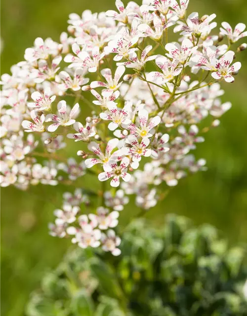 Garten-Strauch-Steinbrech 'Southside Seedling'