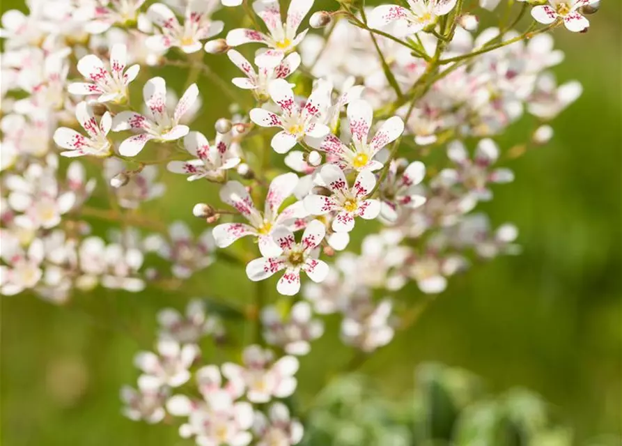 Garten-Strauch-Steinbrech 'Southside Seedling'