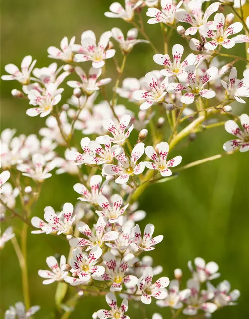 Garten-Strauch-Steinbrech 'Southside Seedling'