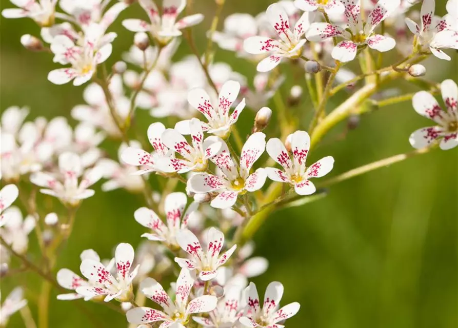Garten-Strauch-Steinbrech 'Southside Seedling'
