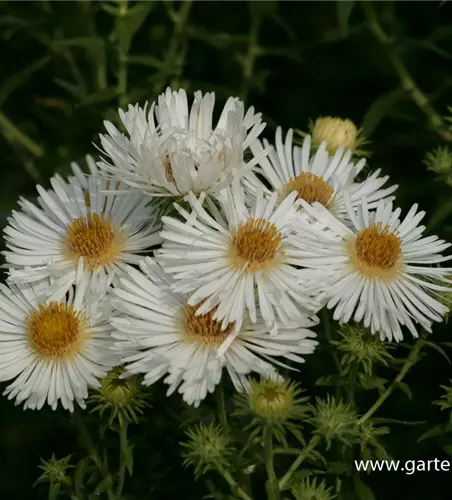 Garten-Raublatt-Aster 'Herbstschnee'