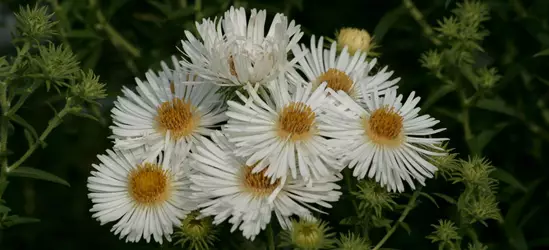Garten-Raublatt-Aster 'Herbstschnee'