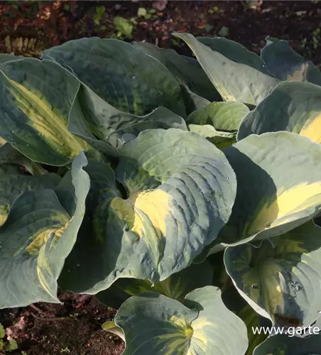 Funkie 'Dream Weaver'