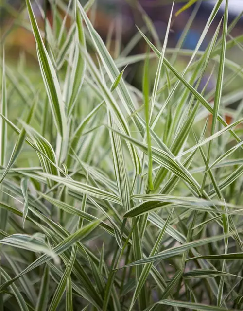 Garten-Rohr-Glanzgras 'Feesey'