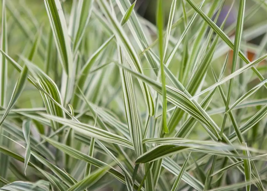Garten-Rohr-Glanzgras 'Feesey'