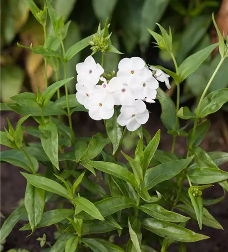 Garten-Flammenblume 'Minnie Pearl'
