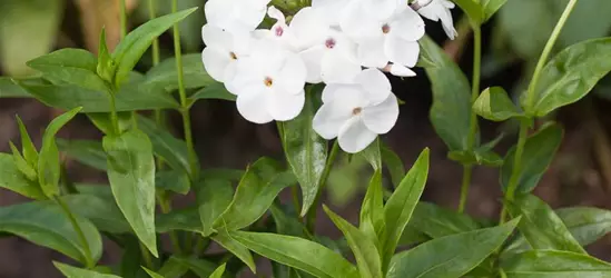 Garten-Flammenblume 'Minnie Pearl'