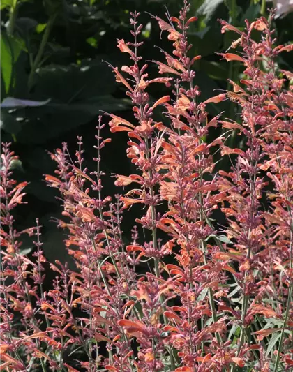 Garten-Duftnessel 'Firebird'