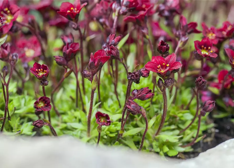 Garten-Moos-Steinbrech 'Peter Pan'