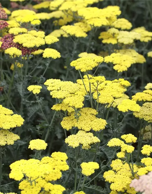 Garten-Goldquirl-Garbe 'Moonshine'