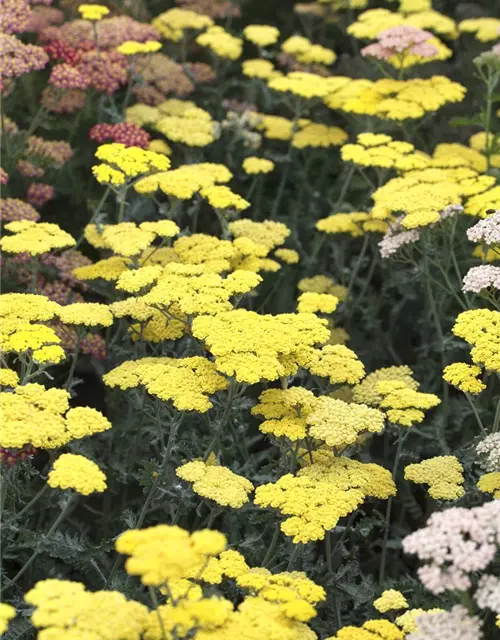 Garten-Goldquirl-Garbe 'Moonshine'