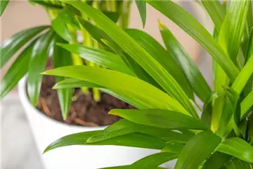 ZIMMERPFLANZEN FÜR GUTES RAUMKLIMA