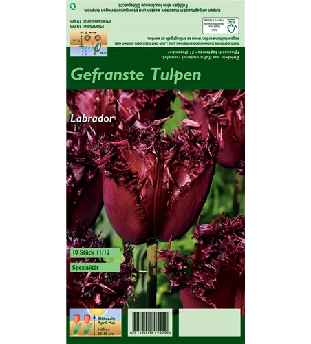 Gefranste Tulpe 'Labrador'