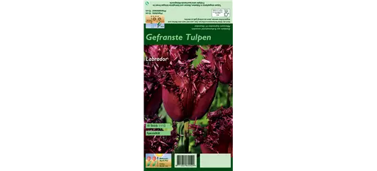 Gefranste Tulpe 'Labrador'