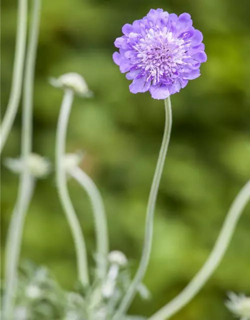 Garten-Tauben-Skabiose 'Butterfly Blue'