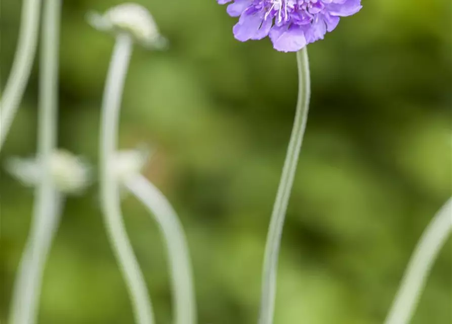 Garten-Tauben-Skabiose 'Butterfly Blue'