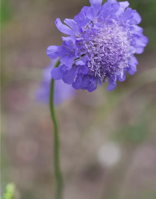 Garten-Tauben-Skabiose 'Butterfly Blue'