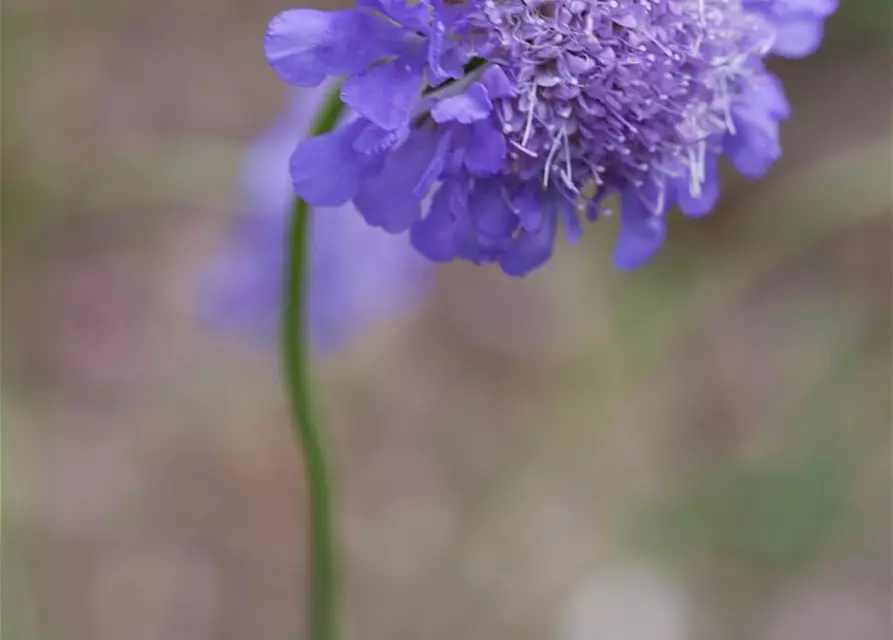 Garten-Tauben-Skabiose 'Butterfly Blue'