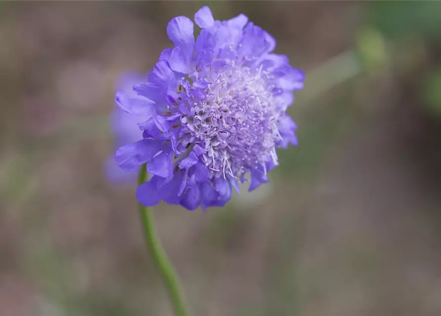 Garten-Tauben-Skabiose 'Butterfly Blue'