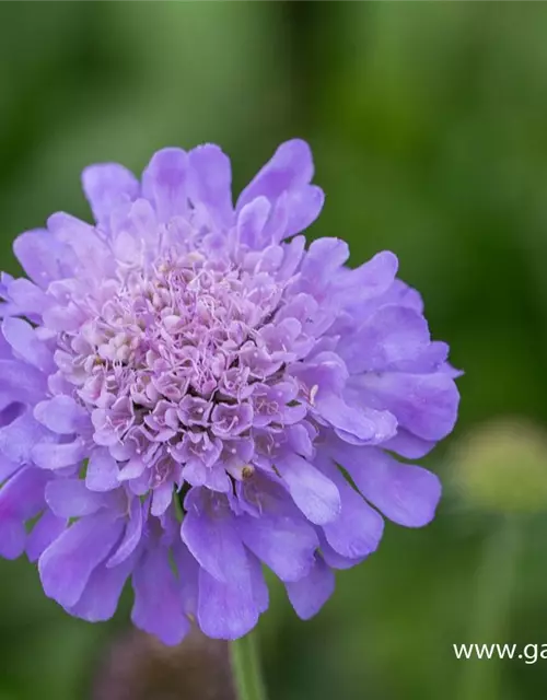 Garten-Tauben-Skabiose 'Butterfly Blue'